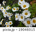 洋菊 19046015