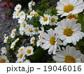 洋菊 19046016