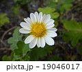 洋菊 19046017