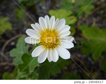 洋菊 洋菊 19046017