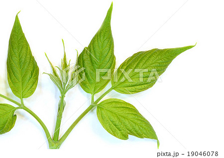 Young leaves tree on white Young leaves tree on white 19046078