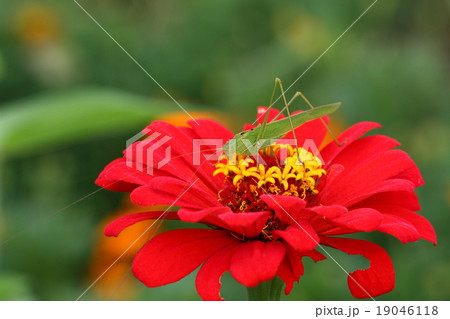 ツユムシと百日草 19046118