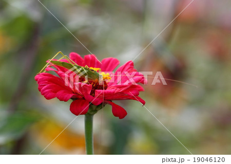 ツユムシと百日草 19046120