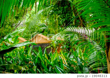 Lush tropical green jungle 19046313