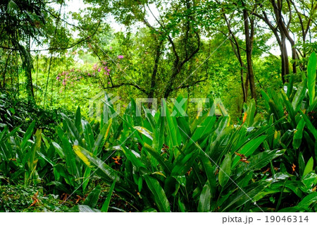 Lush tropical green jungle 19046314