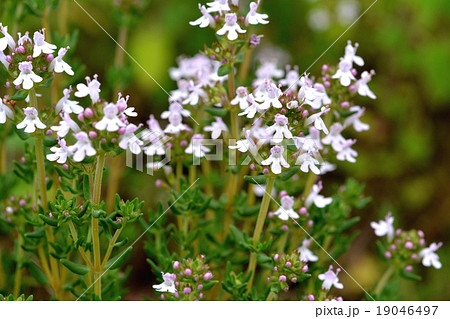 コモンタイム 19046497