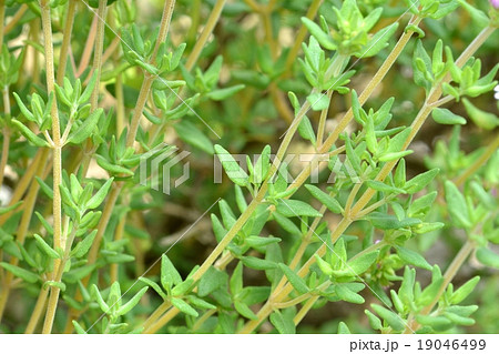 コモンタイム 19046499