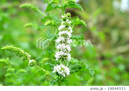 スペアミント 19046551