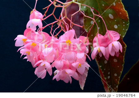 木立ベコニア 19046764