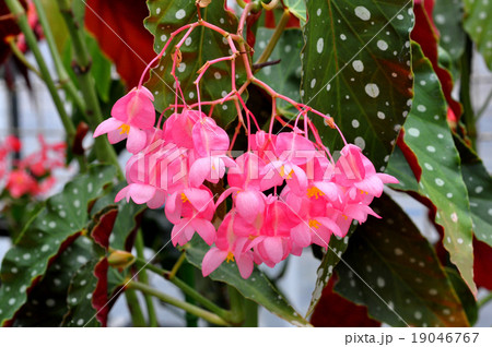 木立ベコニア 19046767