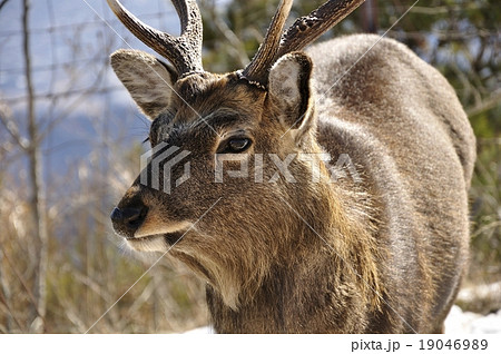 日本鹿の写真素材