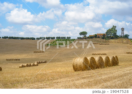 hayball field 19047528