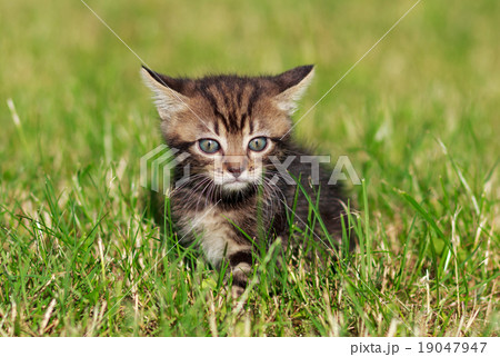 striped cat playing in the grass striped cat playing in the grass 19047947
