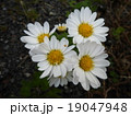 洋菊 19047948