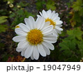 洋菊 19047949