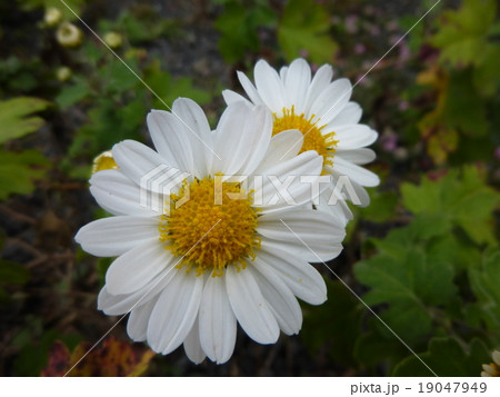 洋菊 洋菊 19047949