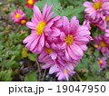 洋菊 19047950