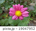洋菊 19047952