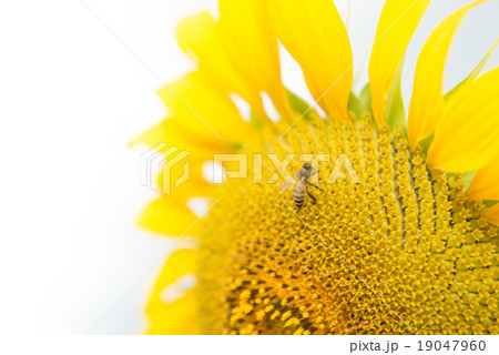 bee on sunflower 19047960