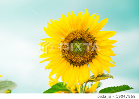 Yellow sunflower 19047968