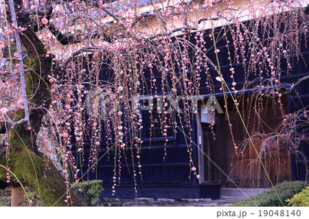 高知城しだれ梅 高知城しだれ梅 19048140