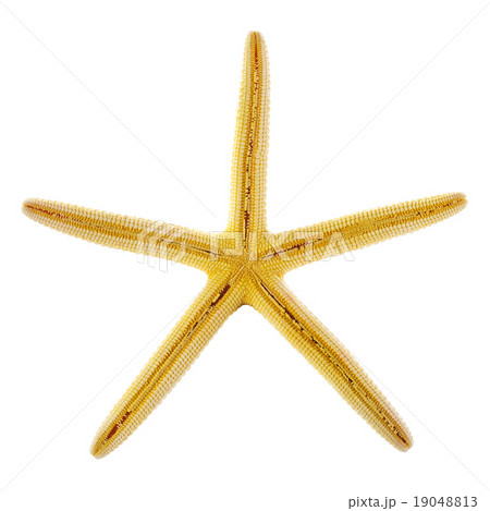 Starfish isolated on white 19048813