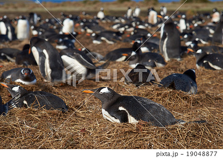 Gentoo Penguin Colony Gentoo Penguin Colony 19048877