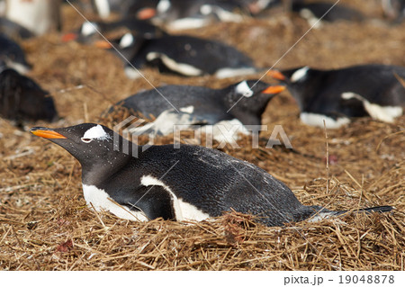 Gentoo Penguin Colony 19048878