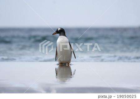 海から帰ってきたジェンツーペンギン 海から帰ってきたジェンツーペンギン 19050025