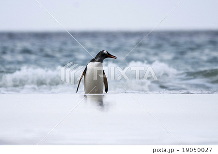 海から帰ってきたジェンツーペンギン 海から帰ってきたジェンツーペンギン 19050027