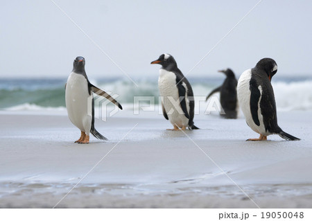 海辺にたたずむジェンツーペンギン 海辺にたたずむジェンツーペンギン 19050048