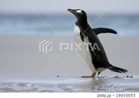 海辺を歩くジェンツーペンギン 海辺を歩くジェンツーペンギン 19050055