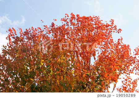 ナンキンハゼの紅葉 19050289