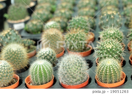 Cactus beauty with the nature Cactus beauty with the nature 19051263