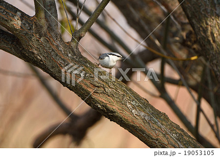 ゴジュウカラ 19053105