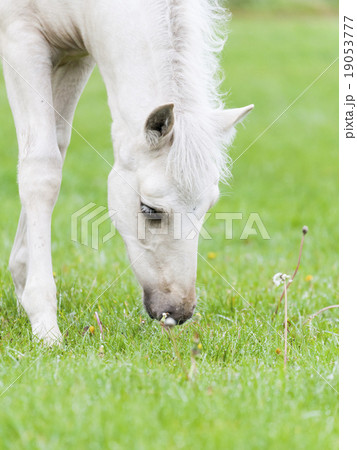 White Finnhorse Colt White Finnhorse Colt 19053777
