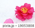 椿 19053808