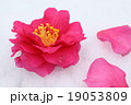 椿 19053809