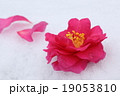 椿 19053810