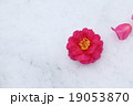 椿 19053870