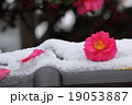 椿 19053887