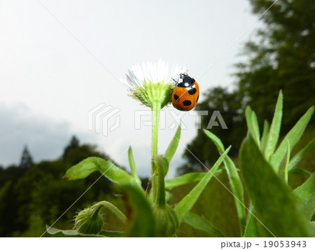 てんとう虫が花に止まる２の写真素材