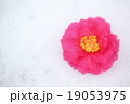 椿 19053975