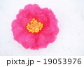 椿 19053976