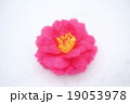 椿 19053978