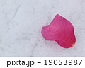 椿 19053987