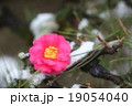 椿 19054040