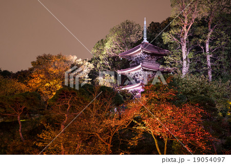 椿山荘 庭園　ライトアップ 19054097