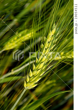 Brew Barley 19054511