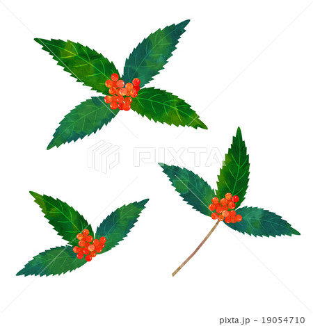 千両 千両 19054710